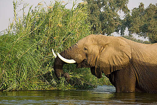 非洲象,公牛,进食,芦苇,岛屿,赞比西河,赞比西河下游国家公园,赞比亚,非洲