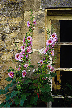 蜀葵,墙壁,窗户,区域,法国