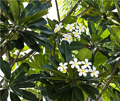 枝条,热带,花,鸡蛋花