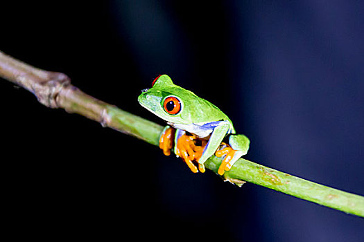 红眼树蛙,泻湖,哥斯达黎加,中美洲,北美