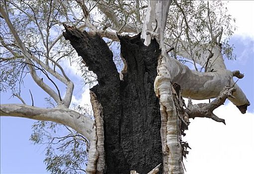 特写,老,桉树,靠近,梅尔罗斯,澳洲南部,澳大利亚