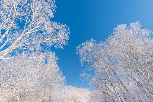 冬季长白山的雪地和雾凇