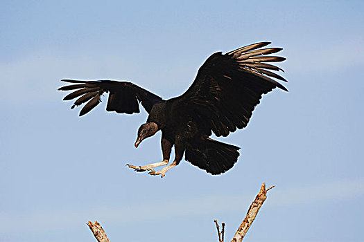 黑色,秃鹰,成年,降落,沿岸,弯曲,德克萨斯,美国