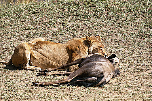 肯尼亚,马赛马拉国家保护区,母狮,狮子,杀戮,角马,大幅,尺寸