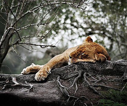 母狮,睡觉