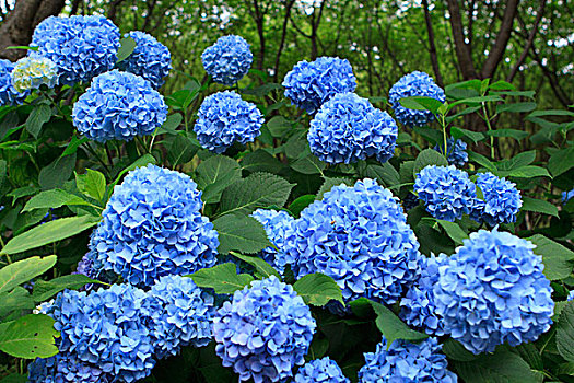 鲜艳,八仙花属,花,地面,庙宇,京都,日本