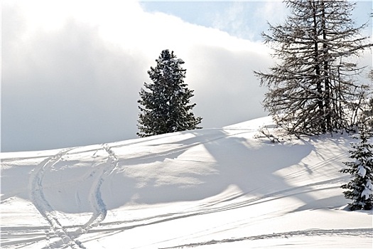 滑雪道,冷杉,白云岩,意大利