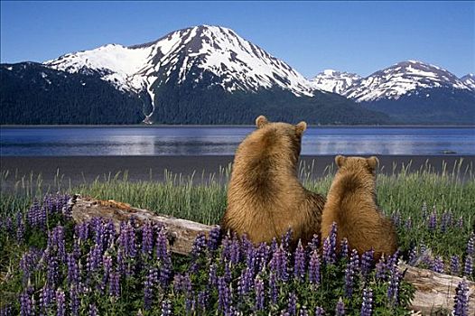 母熊,幼兽,原木,风景,特纳甘湾,阿拉斯加,数码合成