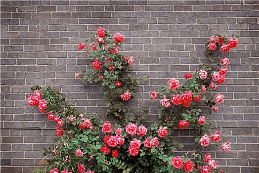 玫瑰,砖墙