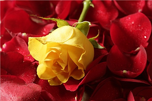 漂亮,黄玫瑰,花,上方,红色,花瓣