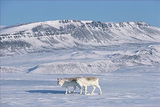 北美驯鹿,一对,走,雪,朴素,艾利斯摩尔岛,加拿大