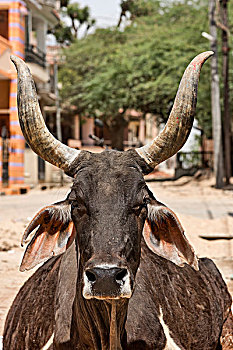 牛,途中,头像,拉贾斯坦邦,印度,亚洲