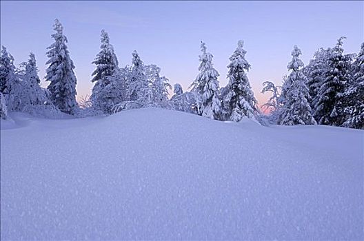 积雪,树,黑森林,德国
