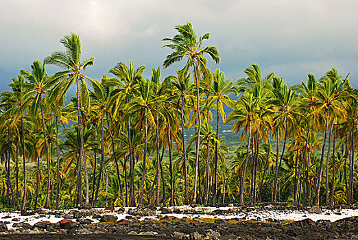 夏威夷大岛,棕榈树