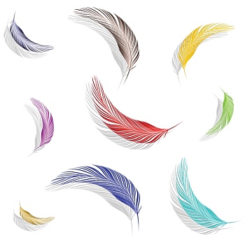 彩色,羽毛,收集
