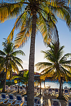 太阳,后面,棕榈树,游泳池,休闲椅,胜地,古巴,巴拉德罗