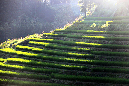 生机勃勃的田野