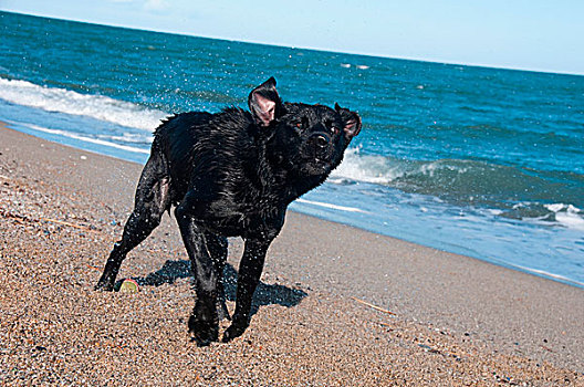 黑色,猎犬,海滩