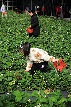 山东省日照市,春光明媚草莓红,休闲采摘好时节
