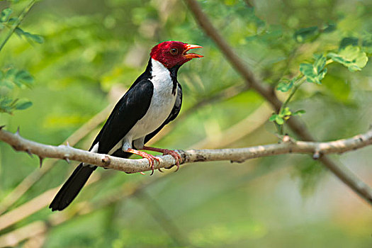 红雀,雄性,潘塔纳尔,巴西,南美