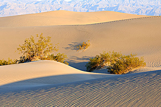 豆科灌木,沙丘,沙子,早晨,亮光,死亡谷国家公园,加利福尼亚,美国