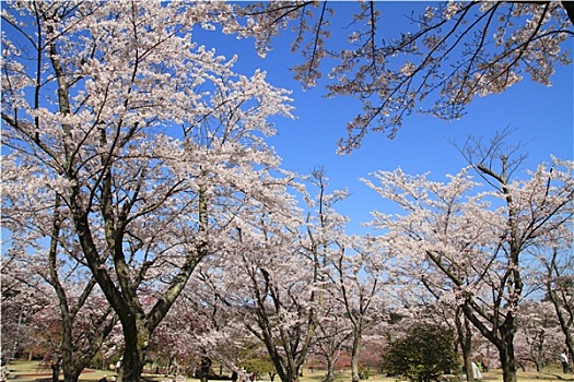 樱花,日本