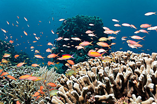 游动,高处,手指,珊瑚,珊瑚礁,大堡礁,世界遗产,昆士兰,澳大利亚,太平洋