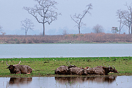 水牛,卡齐兰加,公园,阿萨姆邦,印度,水,休息,自然生境
