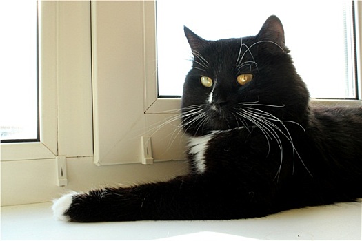 黑猫,卧,窗台