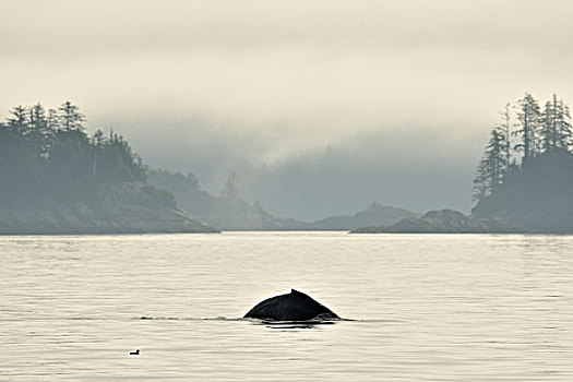 驼背鲸,大翅鲸属,鲸鱼,平面,声音,温哥华岛,不列颠哥伦比亚省,加拿大