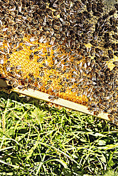 蜂巢,安德里亚,高山,蜂场,巴伐利亚,德国