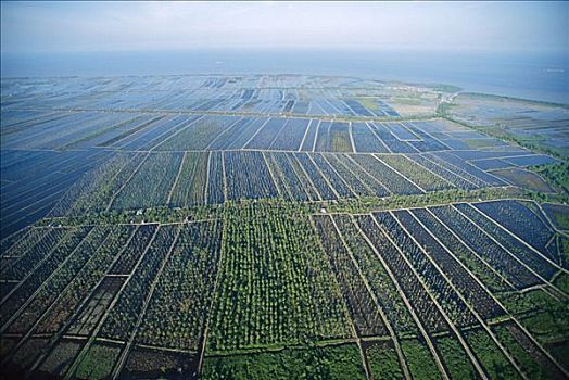 红树林,树林,三角洲,毁坏,2001年,老虎虾,农场,东方,加里曼丹,印度尼西亚