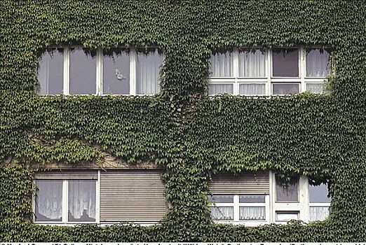 公寓,绿色,建筑,地锦属,德国,欧洲