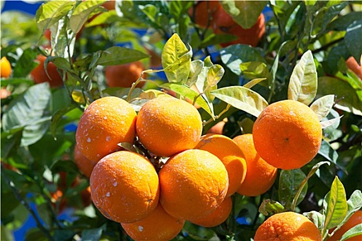 橘树,甜橙