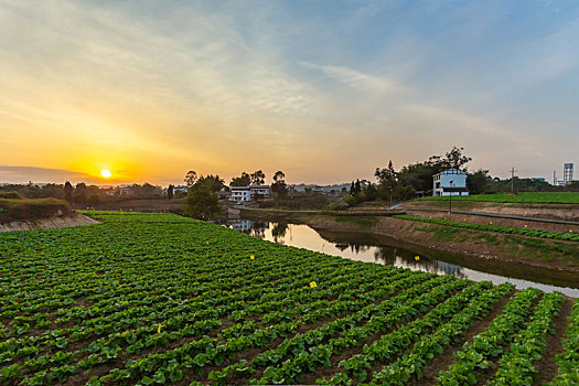 新农村蔬菜基地