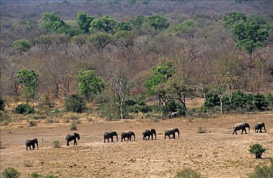 加纳,北方,区域,国家公园,大象