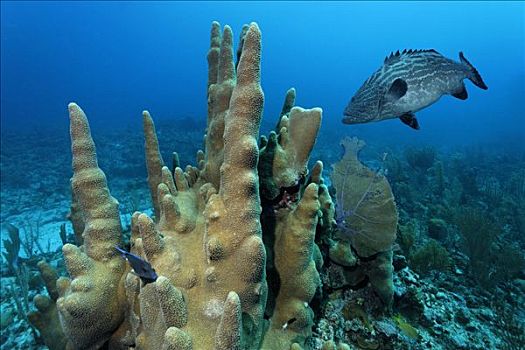 柱子,珊瑚,黑色,佩特罗,岛屿,伯利兹,中美洲,加勒比海