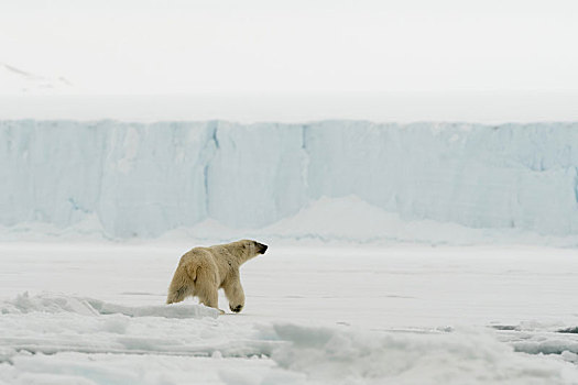 北极熊,极地,冰盖,斯瓦尔巴特群岛,挪威