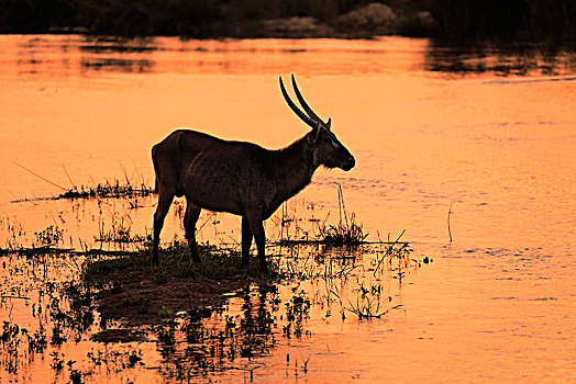 水羚,成年,雄性,水,剪影,日落,克鲁格国家公园,南非,非洲