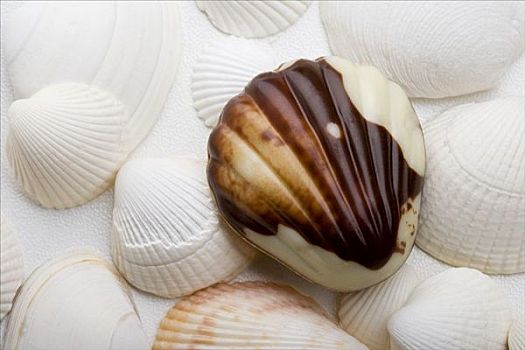 海螺壳,比利时,巧克力