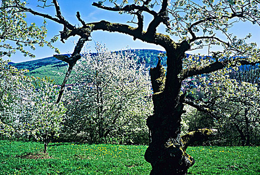 果园,花,樱桃树,阿尔萨斯,法国