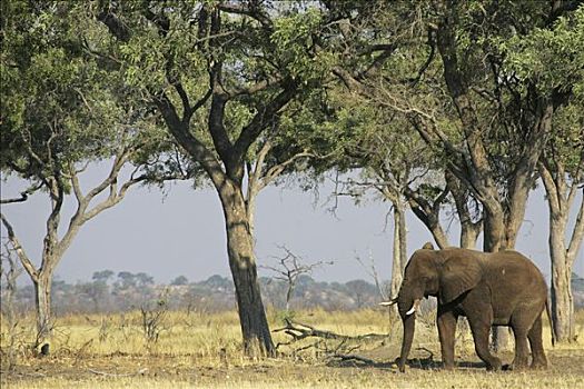 非洲象,萨维提,乔贝国家公园,博茨瓦纳,非洲