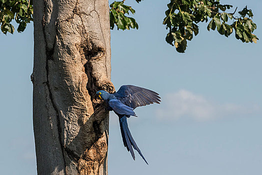 紫蓝金刚鹦鹉,接近,饲养,洞穴,潘塔纳尔,南马托格罗索州,巴西,南美