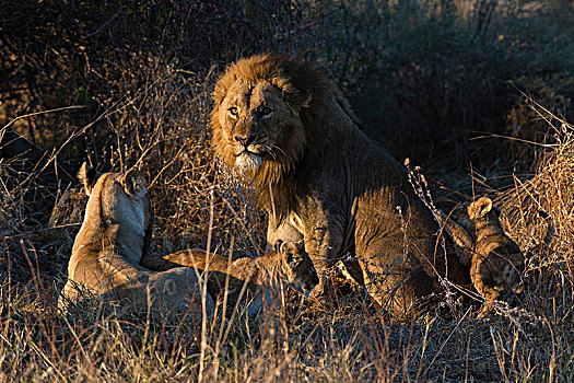 狮子,家庭,幼兽,奥卡万戈三角洲,博茨瓦纳