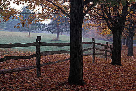 树,围栏,公园,宾夕法尼亚,美国