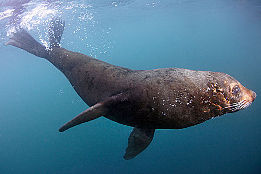 新西兰海豹,毛海狮,南岛,新西兰,太平洋,水下