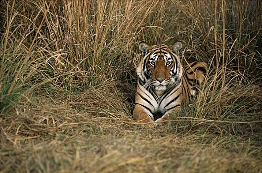 孟加拉虎,虎,休息,高草,印度