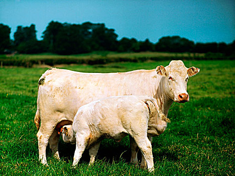 夏洛莱牛,母牛,幼兽,爱尔兰