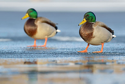 野鸭,绿头鸭,两个,公鸭,站立,滑冰场,萨克森,德国,欧洲