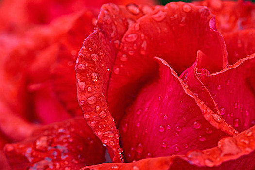 红玫瑰,花瓣,露珠,诺森伯兰郡,英格兰